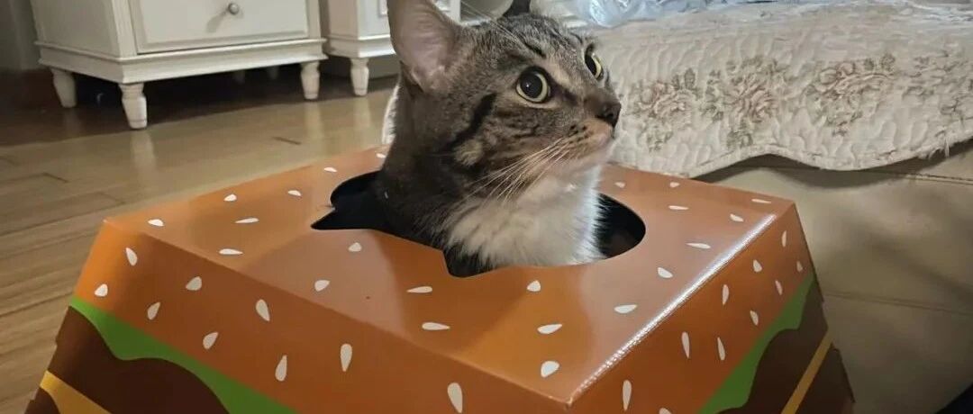 全网都在抢麦当劳纸盒猫窝？但你知道猫为什么偏爱钻纸箱吗？