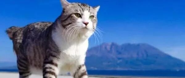 “麒麟猫，猫中王者！”