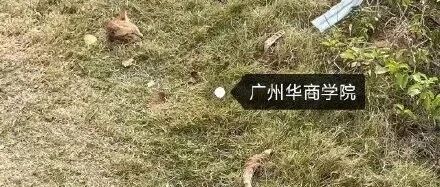 “我也是学校的学生，你为什么要伤害我？”