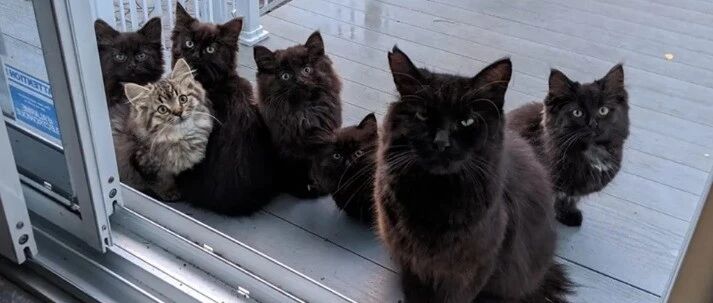 女子好心喂养流浪猫，却发现它拖家带口找上门：赖上我了吗？