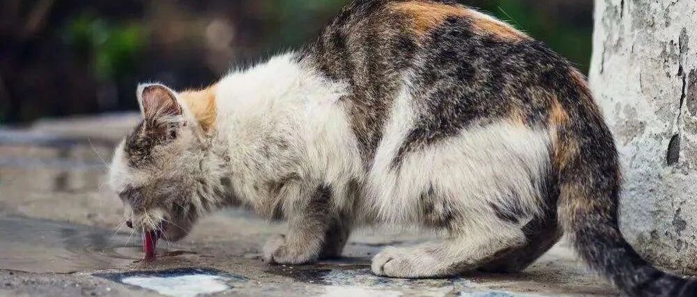 猫舍老板晒聊天记录曝光：震惊了，流浪猫竟是这样产生的！