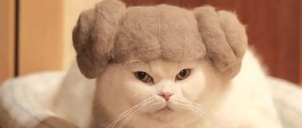 霓虹国小夫妻养了3只萌猫，不停地收集掉下来的猫毛，几天后…