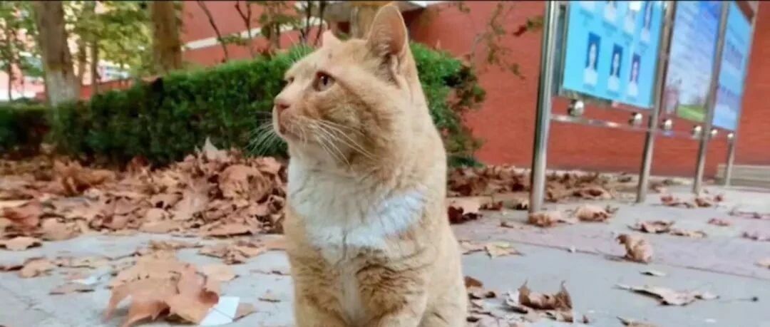 论谣言的影响力有多大，这是欺负猫猫不会上网？