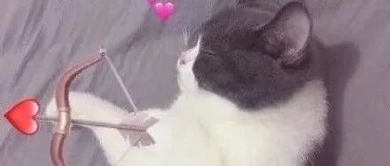 猫：铲屎的，别上班了，我偷东西养你！