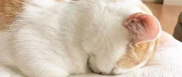 “我寻思一只猫的睡相能有多难看，直到...”