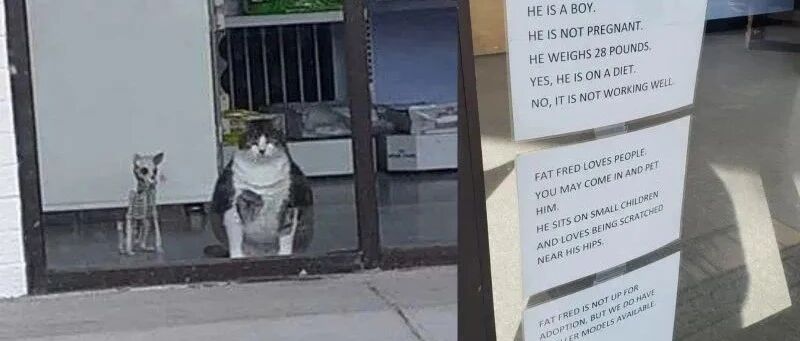 有些猫就是吃了没文化的亏，竟在“禁止投喂”告示牌下装可怜要吃的！