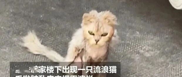 妹纸花3000块救助流浪猫，2个月后却大变样：真是捡到宝贝了呀！