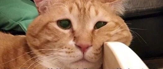 “我寻思着一只猫能有多胖，直到我到这头猪！”