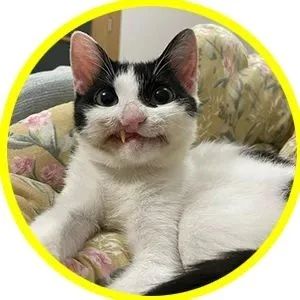 失去上巴的“僵尸小猫”命运坎坷，还好遇到小姐姐，喵生大反转！
