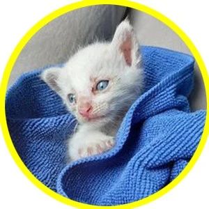 小奶猫被弃路边险被车碾，车主决定这样做，结局超暖心~