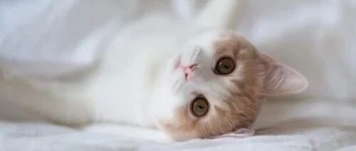 众所周知：猫和猫腿根本就是两种生物！