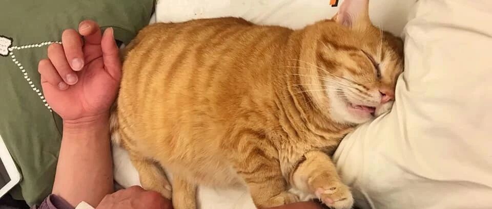 饱经风雨的流浪橘猫，被铲屎官收养后，秒变睡神！爆红网络！