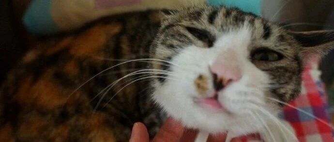 百万网红大V：我养了9年的猫老了生病了，带不了货赚不了钱，就丢弃让它自生自灭！