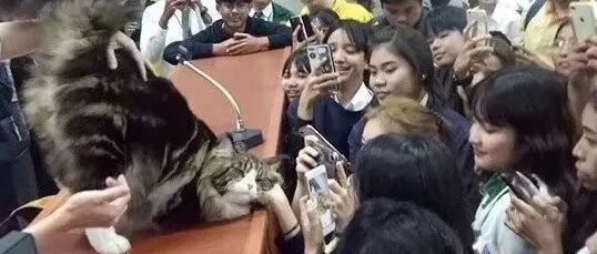 “我家猫有个怪癖——喜欢被拍屁股！”