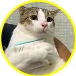 壕是如何养猫的？自己住别墅不忘猫，居然等比例复盖别墅给猫！