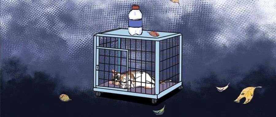 活体宠物套圈：10元3圈的游戏，让多少猫咪丧命？