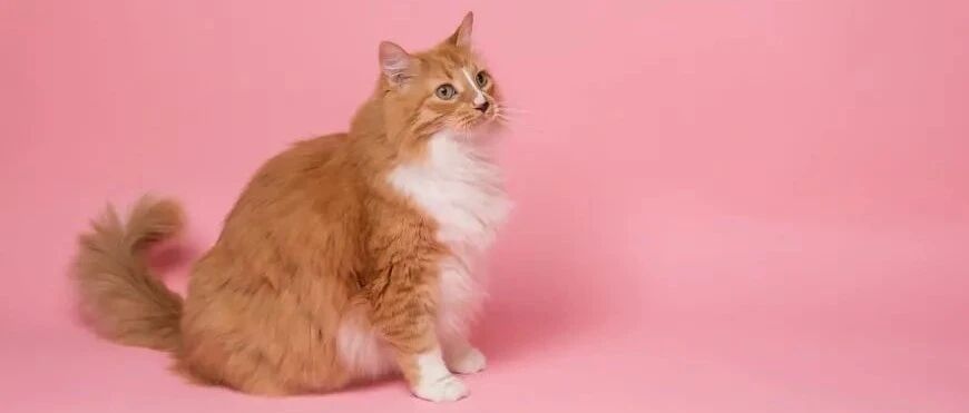 “猫有杀死主人的意图吗？”这个答案感动20w网友点赞！