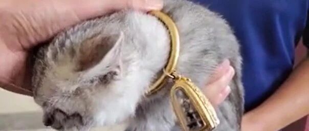 小猫头被3万元金手镯卡住，出动消防后，网友却说：希望她不要再养小动物了！