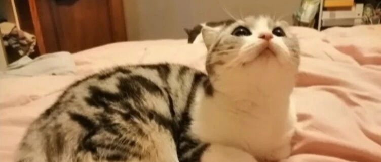 又发生带猫外出洗澡，应激猝死的悲剧！