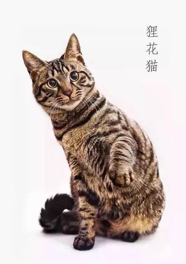 被cfa认证除名的中国狸花猫 到底有多优秀 柠檬资讯