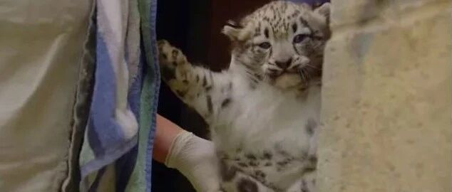 豹饮豹食？雪豹宝宝忽然走不动路，原因居然灰常奇葩！！