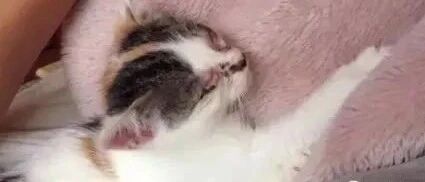 患结膜炎的流浪猫被网友收养后，痊愈的过程竟引来了200万+人次的观看！