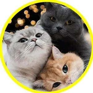 猫与猫之间的关系真的很复杂，所以这3只猫到底什么关系？