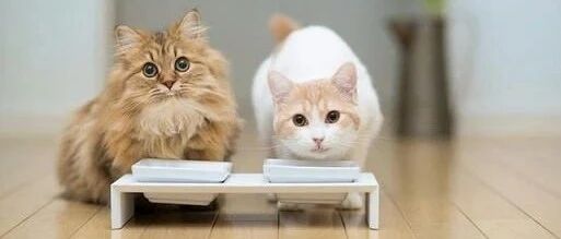 “我家猫干啥啥不行，吃饭第一名！”