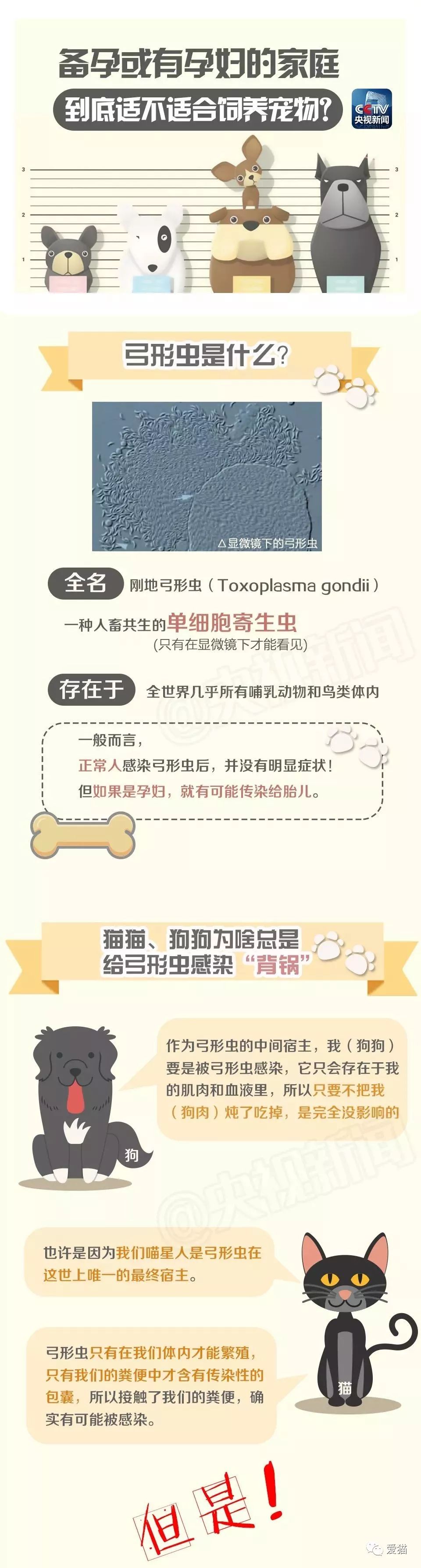 央视辟谣怀孕不能养宠物原文_央视辟谣怀孕不能养狗视频_央视辟谣怀孕不能养宠物