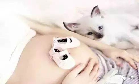 央视辟谣怀孕不能养宠物_央视辟谣怀孕不能养狗视频_央视辟谣怀孕不能养宠物原文