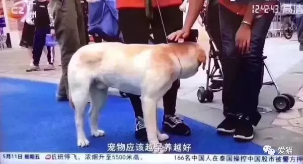 央视辟谣怀孕不能养狗视频_央视辟谣怀孕不能养宠物原文_央视辟谣怀孕不能养宠物