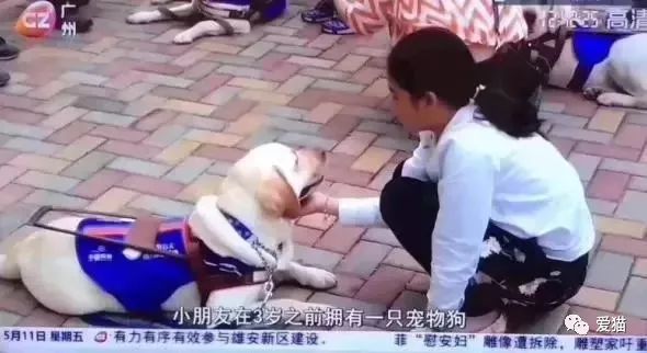 央视辟谣怀孕不能养宠物_央视辟谣怀孕不能养宠物原文_央视辟谣怀孕不能养狗视频