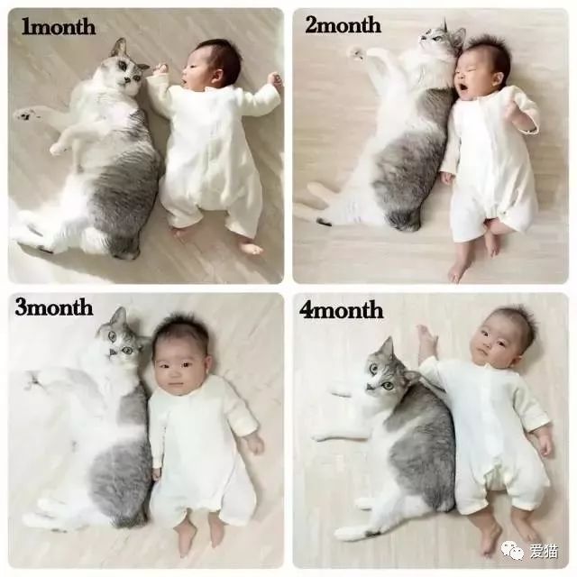 央视辟谣怀孕不能养宠物原文_央视辟谣怀孕不能养狗视频_央视辟谣怀孕不能养宠物