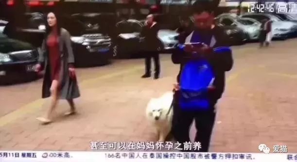 央视辟谣怀孕不能养宠物_央视辟谣怀孕不能养狗视频_央视辟谣怀孕不能养宠物原文