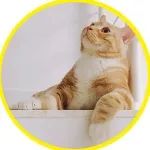 想给全世界看看我家猫猫的jio，太可爱了！！