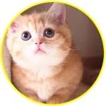 妹纸出差一个月，猫咪竟然每天都坐在镜头前掉眼泪...