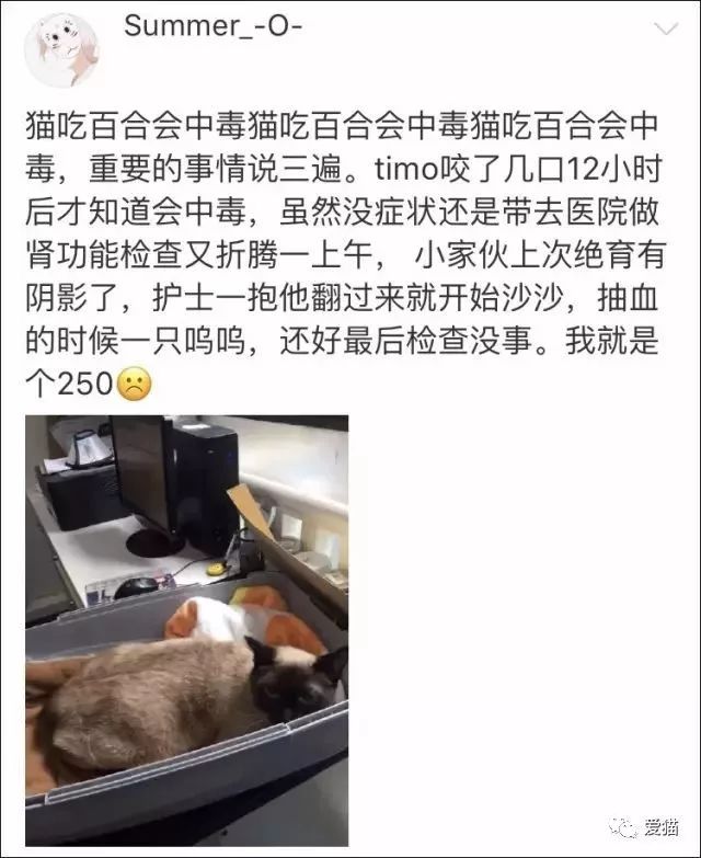 《中國特色四大養貓悲劇》 未分類 第14張