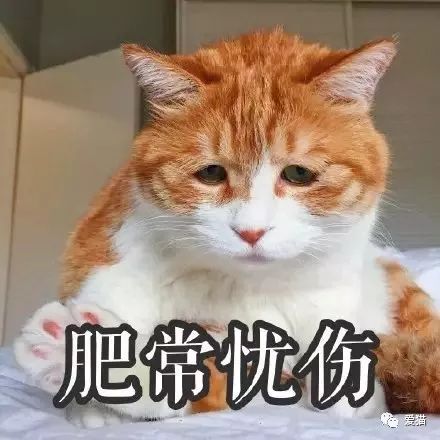 《中國特色四大養貓悲劇》 未分類 第13張