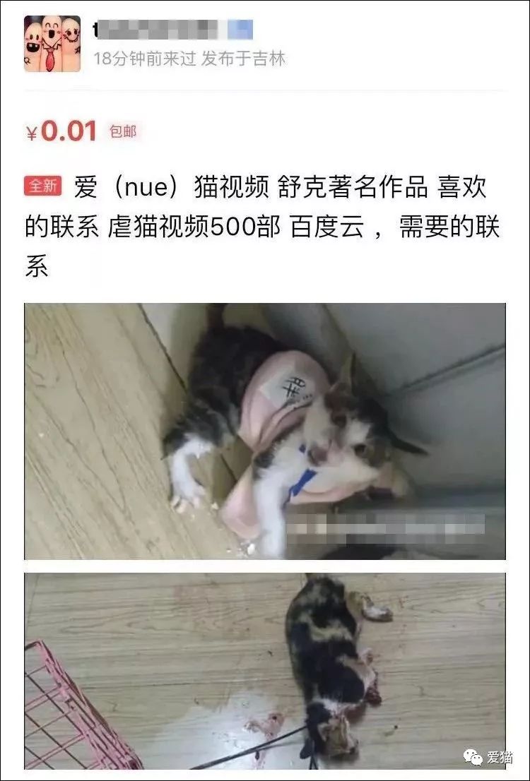 《中國特色四大養貓悲劇》 未分類 第4張