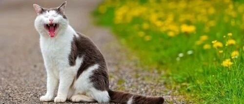 “我寻思着以为猫走丢了，结果...却是我眼瞎了！”