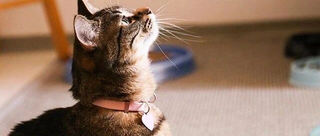 “我的狸花猫也很贵，身价超10万！”