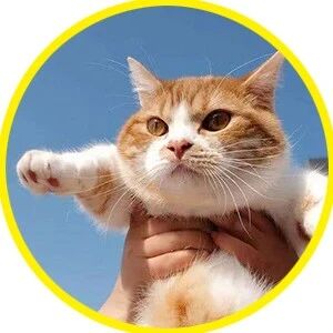 第一次见到猫咪的社死现场，太尴尬了哈哈哈！