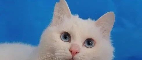 “扩散！如果你看到耳朵缺一块的流浪猫，请善待！”