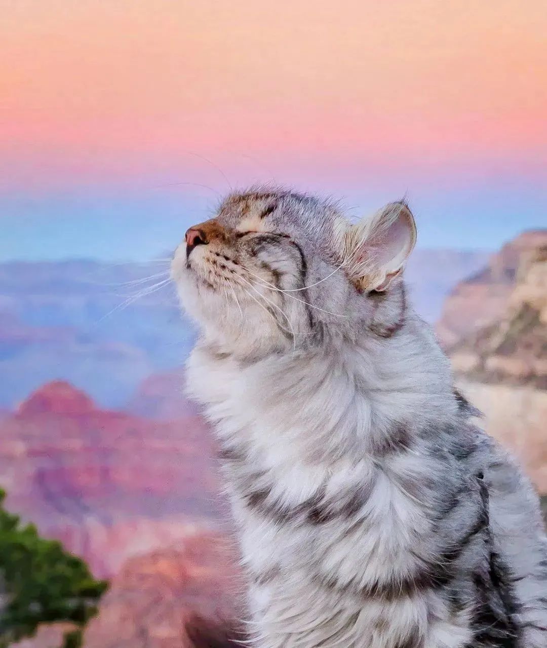 西伯利亚森林猫太霸气了,简直是行走的鸡毛掸子!-友友