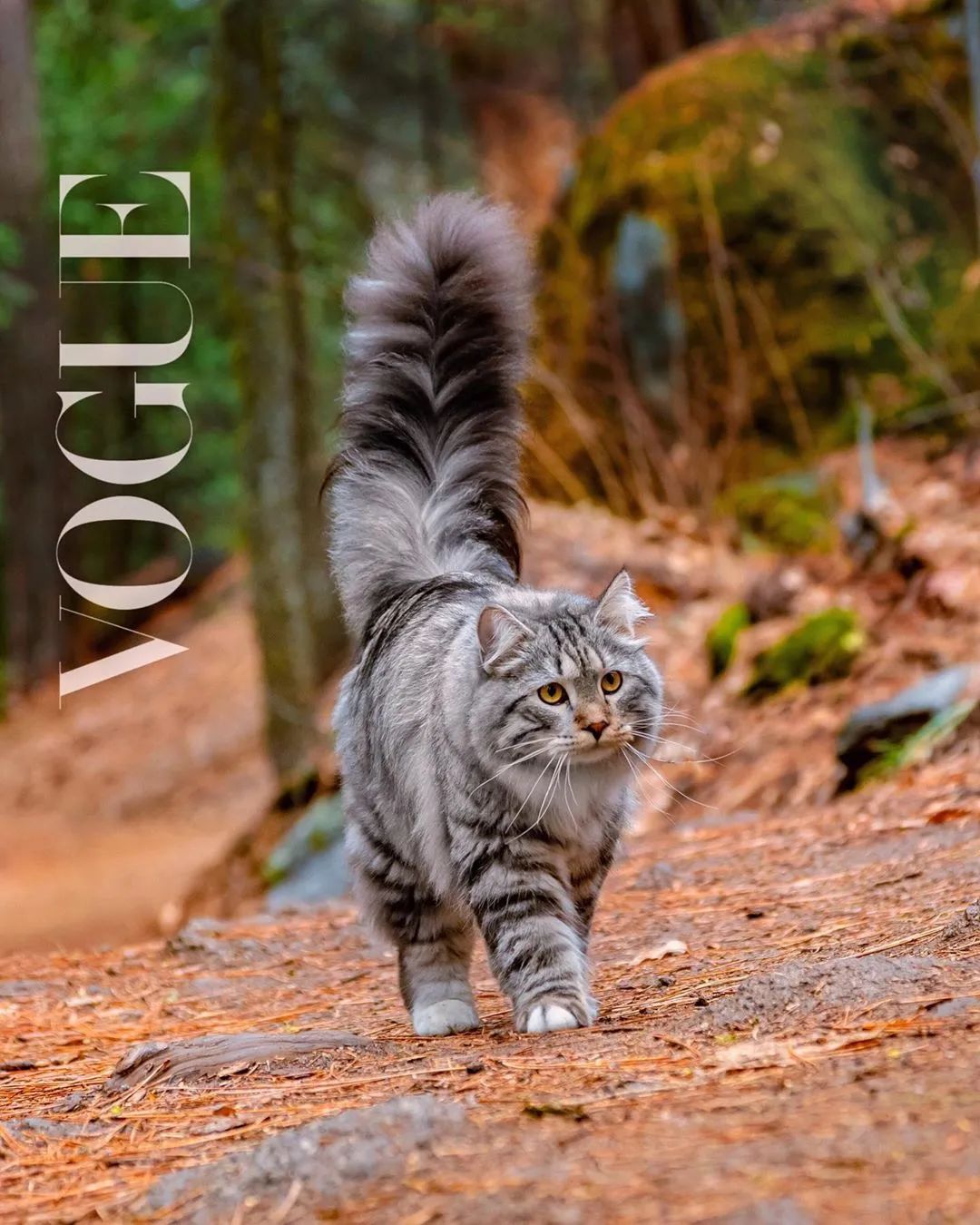 西伯利亚森林猫太霸气了,简直是行走的鸡毛掸子!-友友