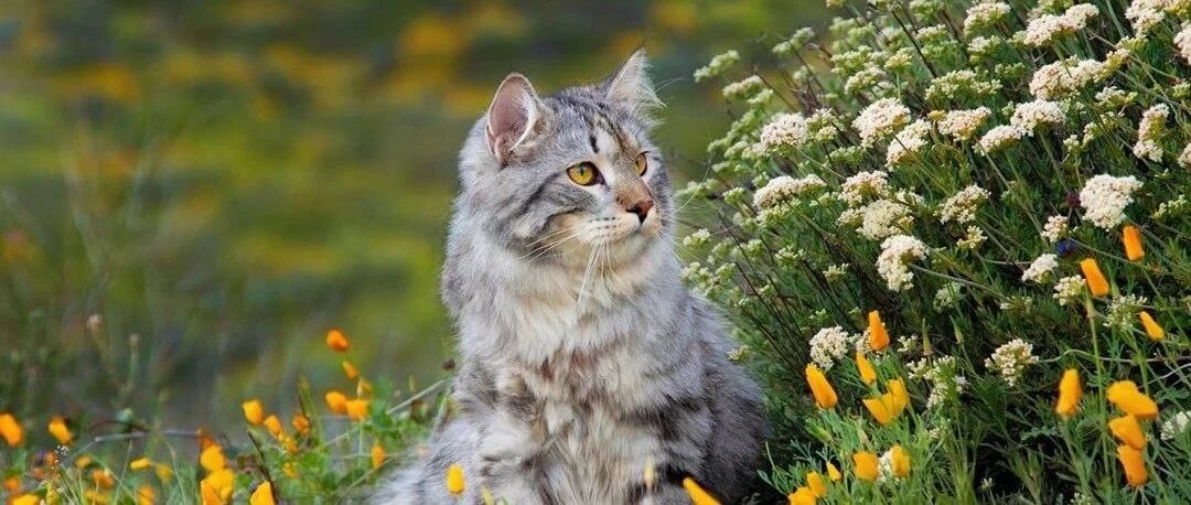 西伯利亚森林猫太霸气了，简直是行走的鸡毛掸子！