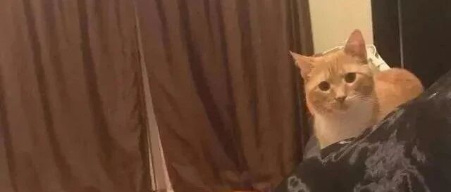 网友不明白收养的橘猫要一直盯着她看...知道真相后却让人落泪！