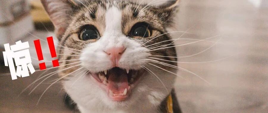 捕捉到一款线下0淀粉主粮！竟不在线上卖？！