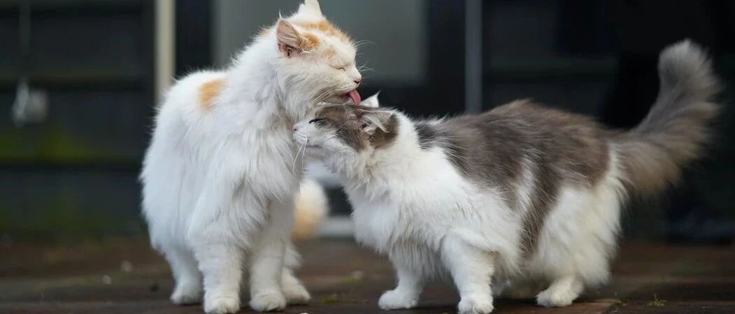 猫奴的最大通病：养了第一只猫后，还想养第二只，第三只...