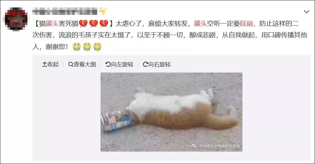 请扩散！我随手扔的空猫罐头，却害死了饥饿的流浪猫_往生_维宠宠物导航网
